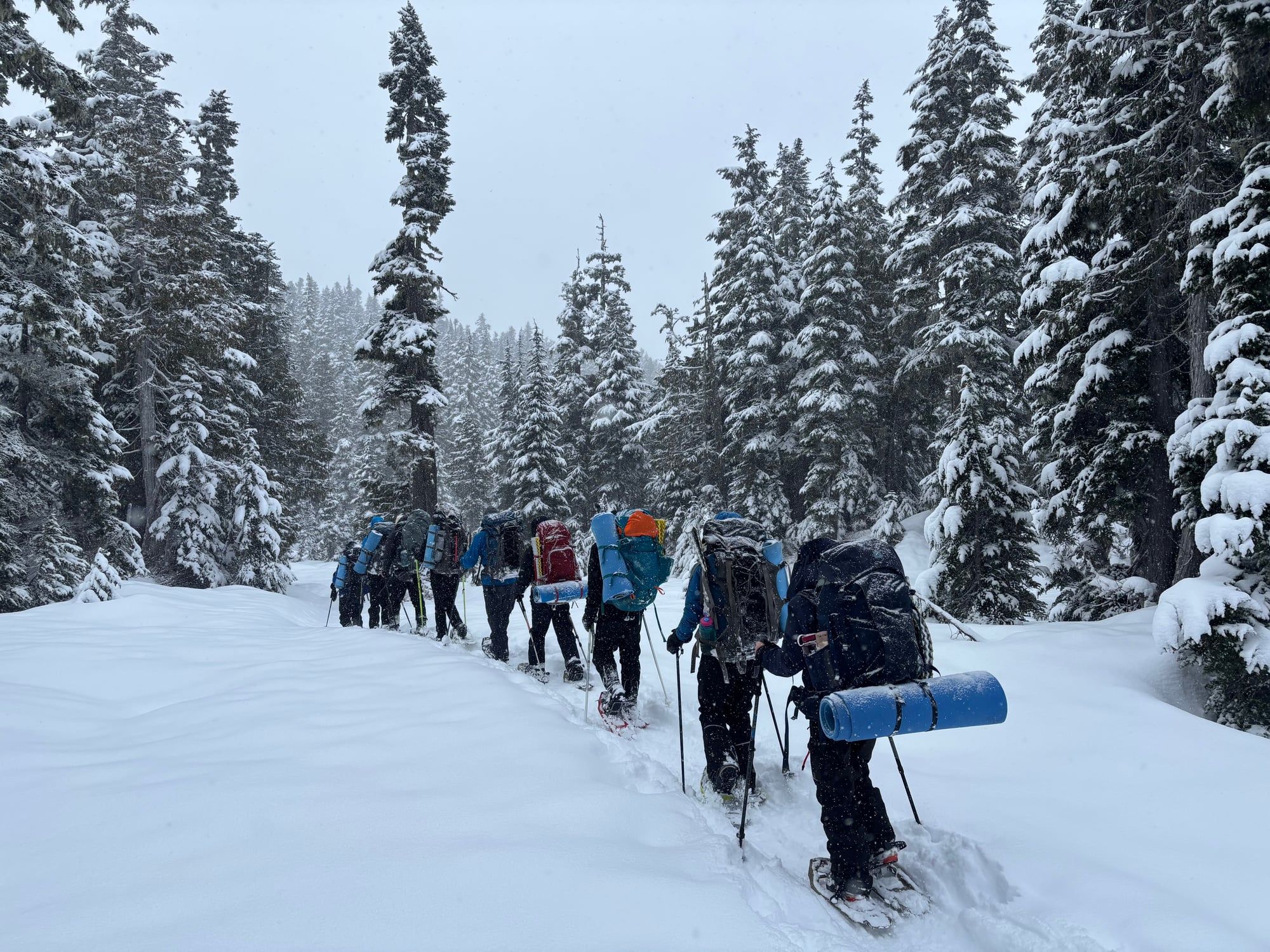 Grupo de estudiantes con mochilas y raquetas de nieve avanzando por un bosque nevado.